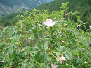 LA Foux Dallos 321  